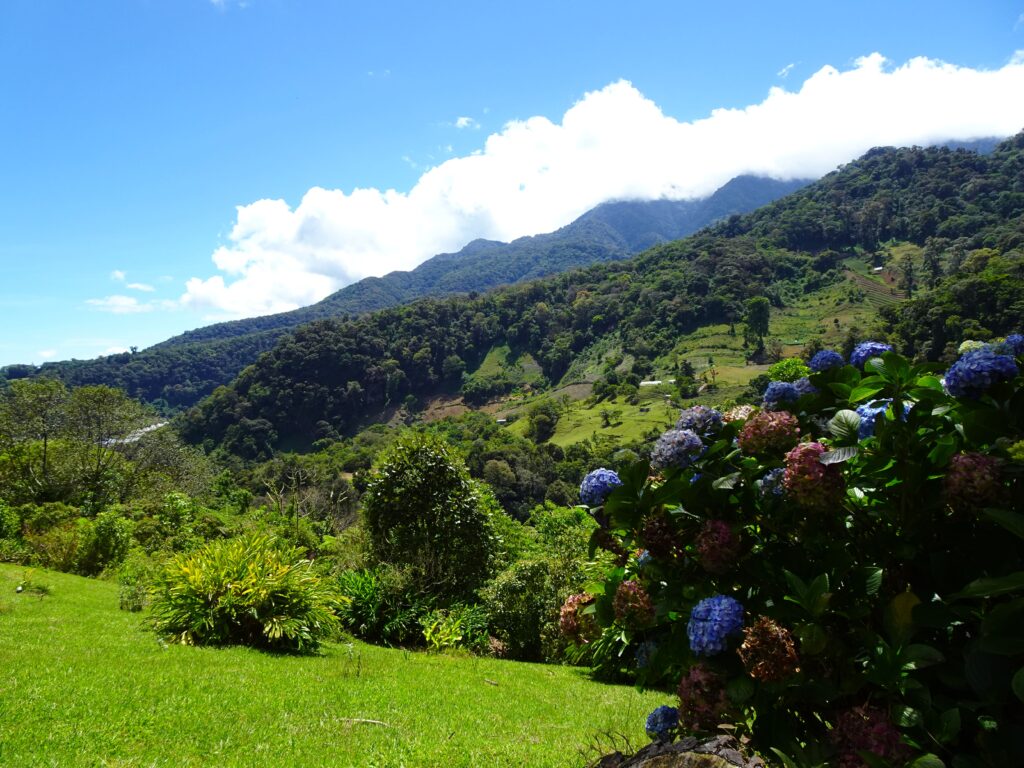 A mountain surrounded by clouds with hortensia bushes in the foreground
