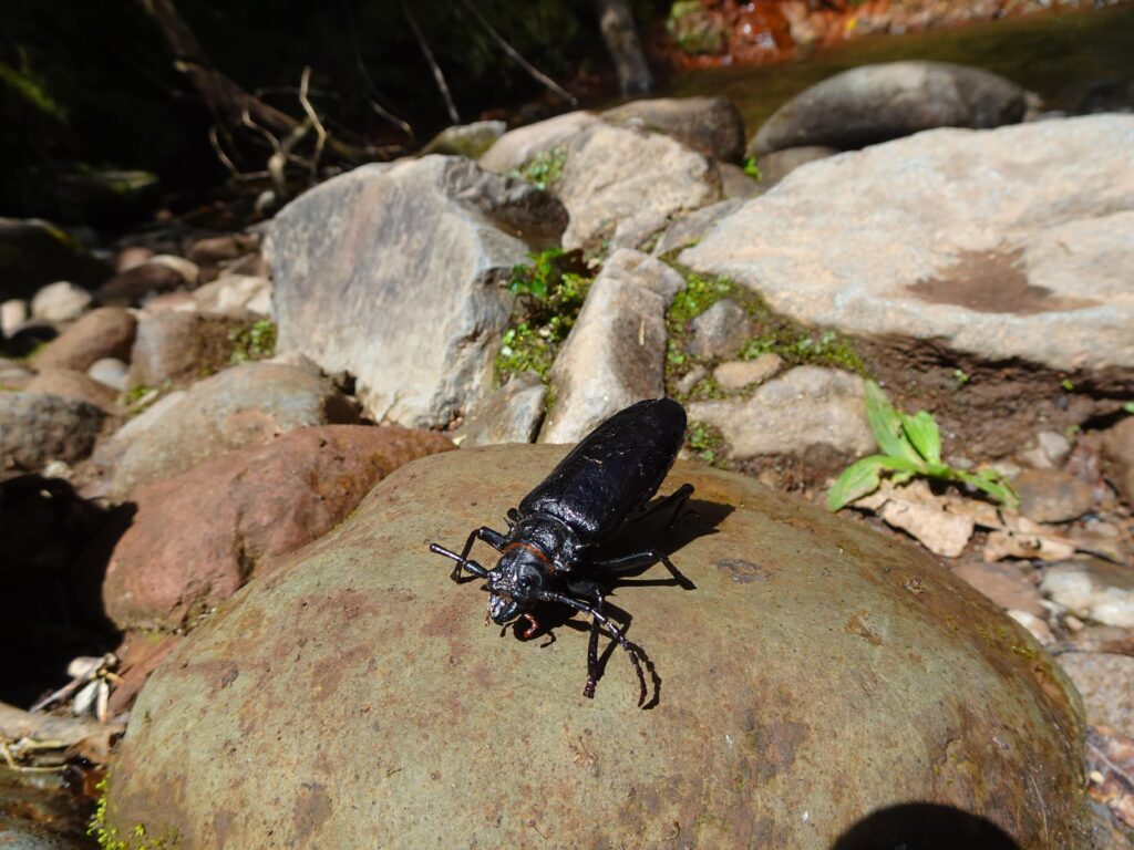 A massive beetle sitting on a rock
