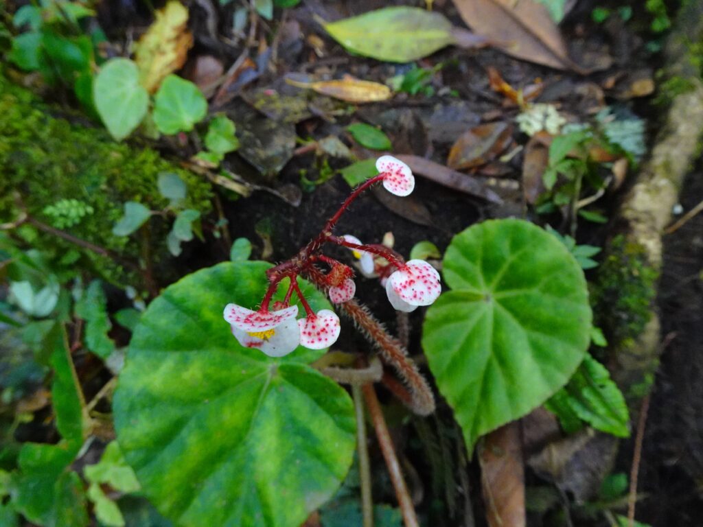 Small pink begonia flowers on a plant in the jungle