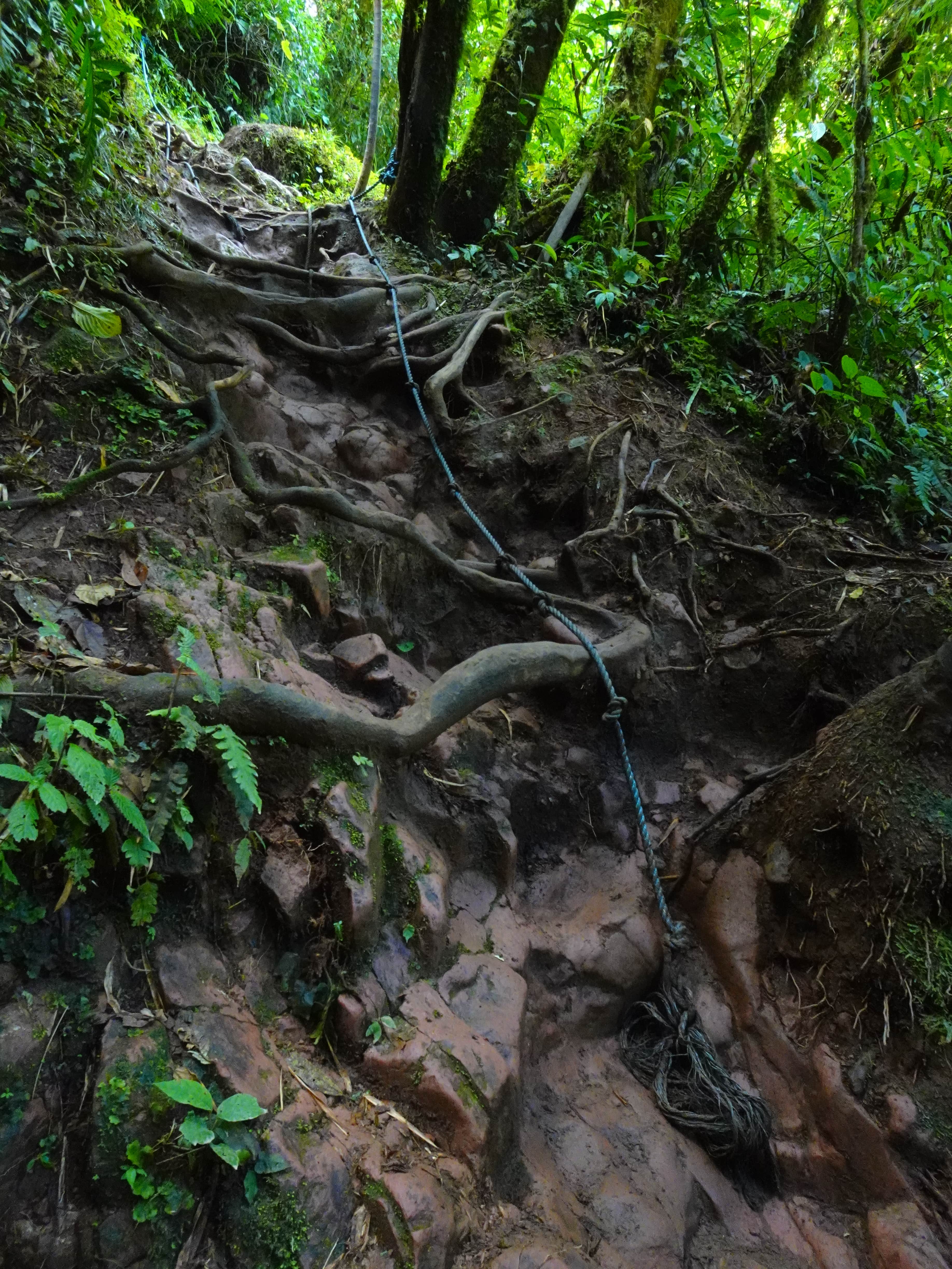 A steep trail in the jungle with a rope tied to a tree at the top