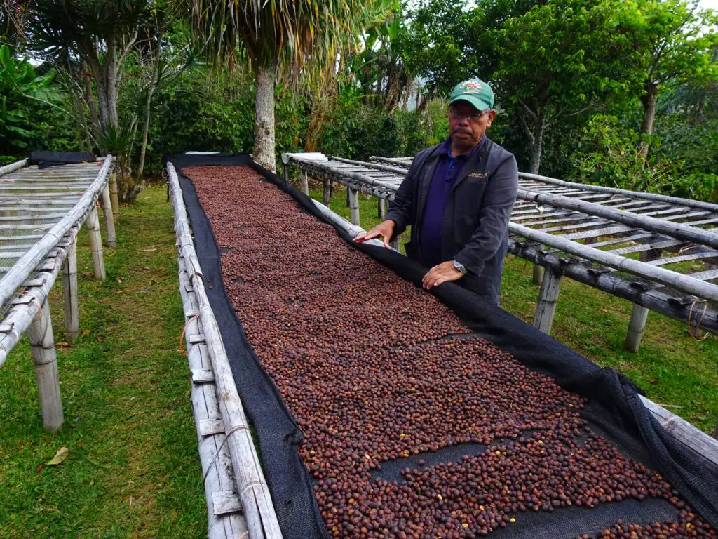 A man standing near a long trough filled with drying coffee beans