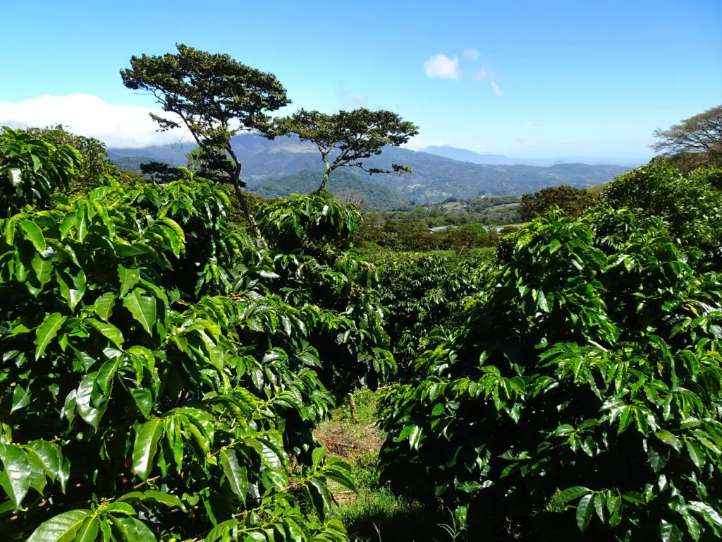 A view in between rows of coffee plants with mountains in the background