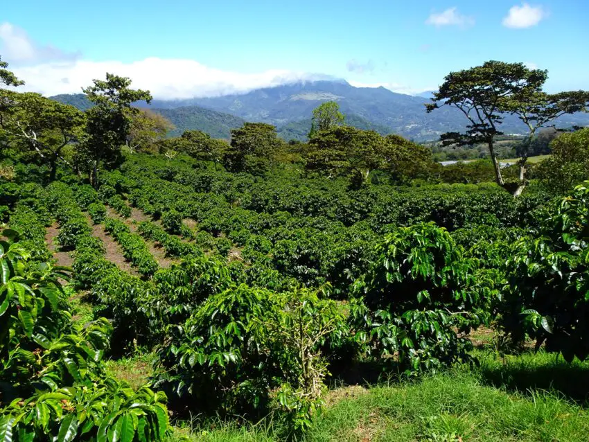 Rows of coffee plants with a tall tree and green mountains in the background