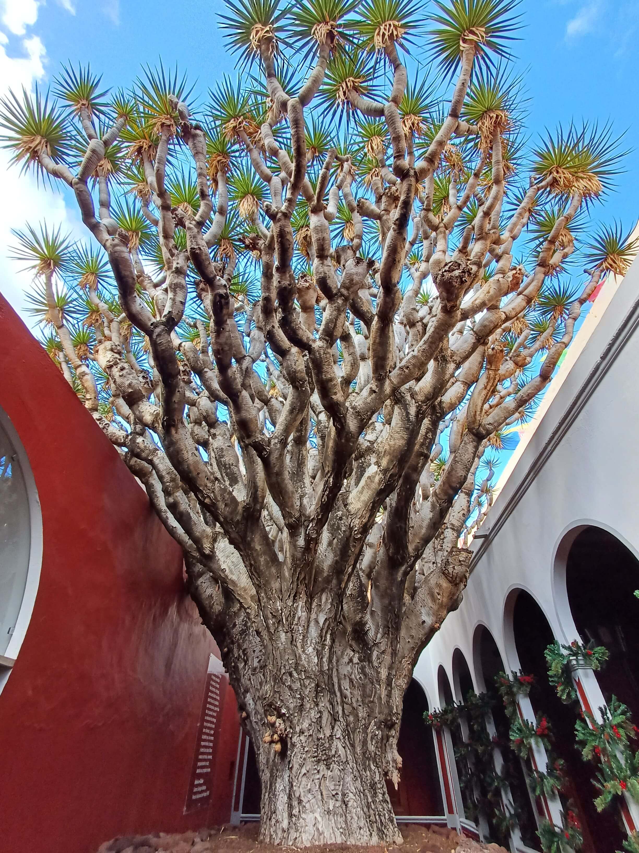 A tall dragon tree in a collonaded courtyard