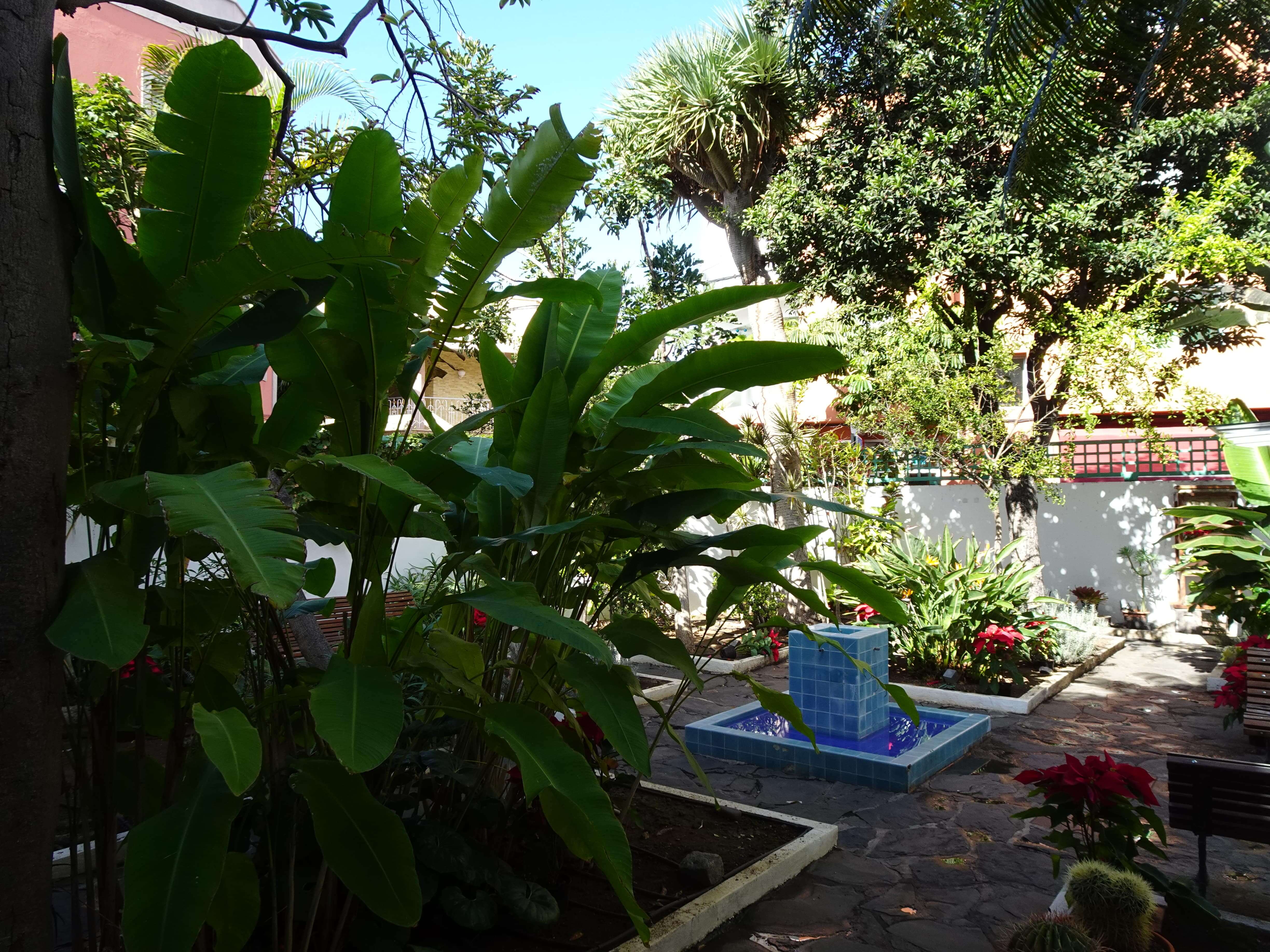 A tropical garden with a small banana plant in the foreground