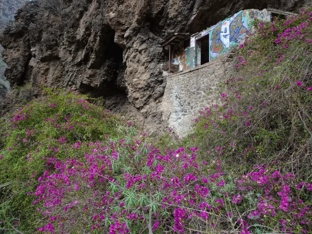 Blooming bougainvillea bushes in front of an abandoned building