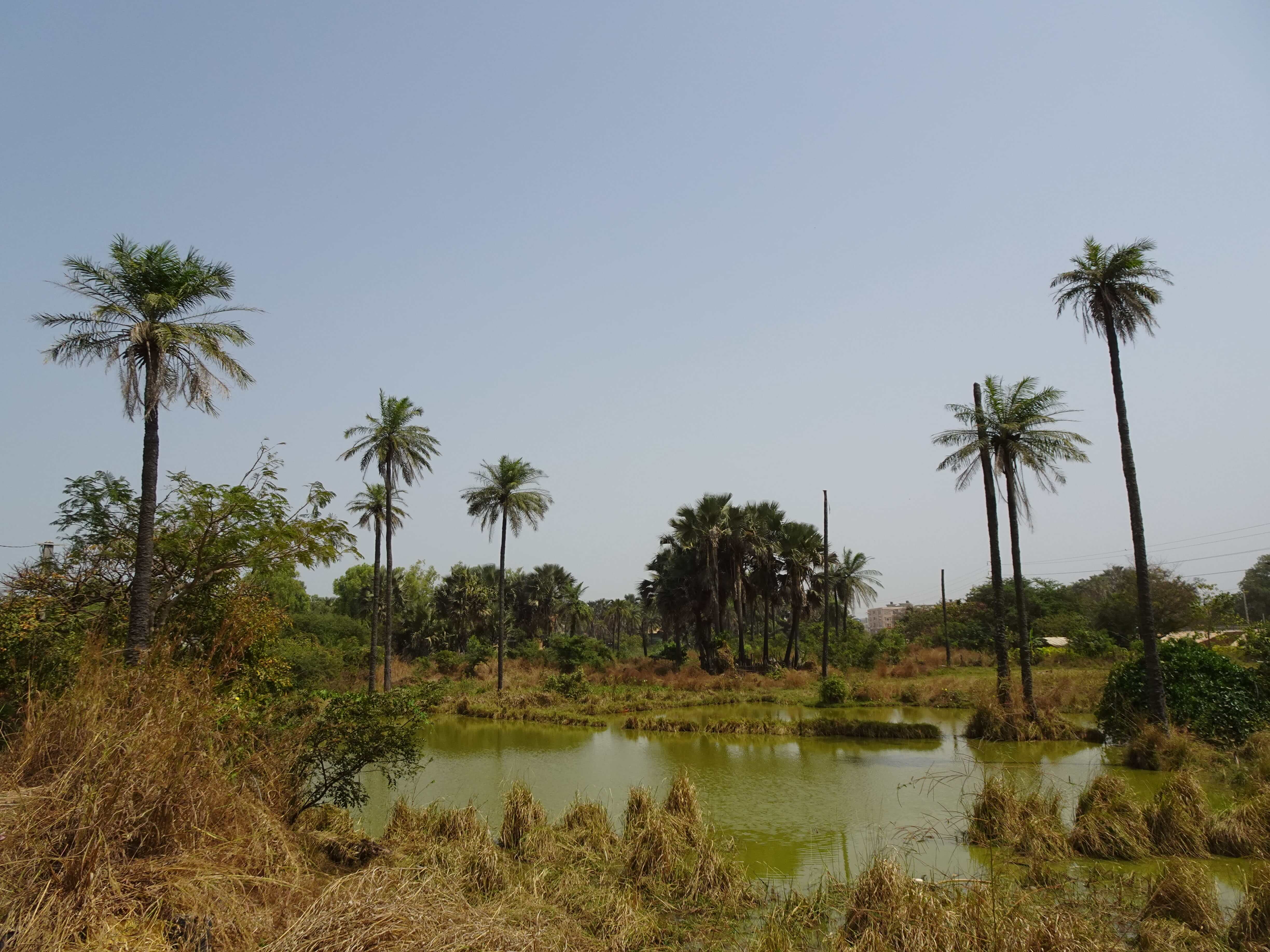 A pond surrounded by palm trees