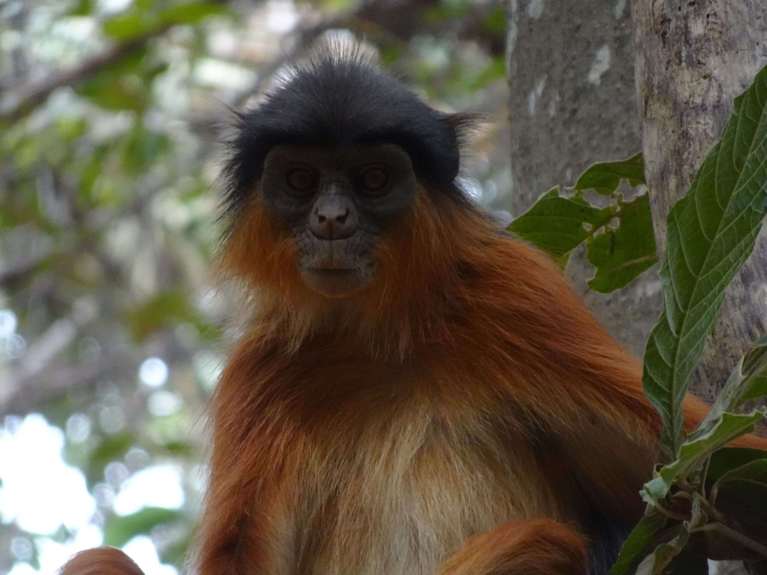 A close-up view of a red colobus monkey