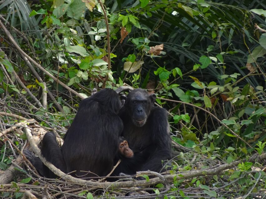 A family of chimps surrounded by vegetation