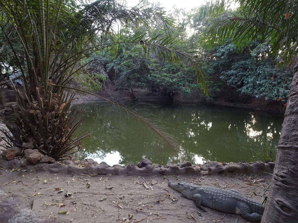 A murky pool of water surrounded by dense vegetation with a crocodile lying next to it