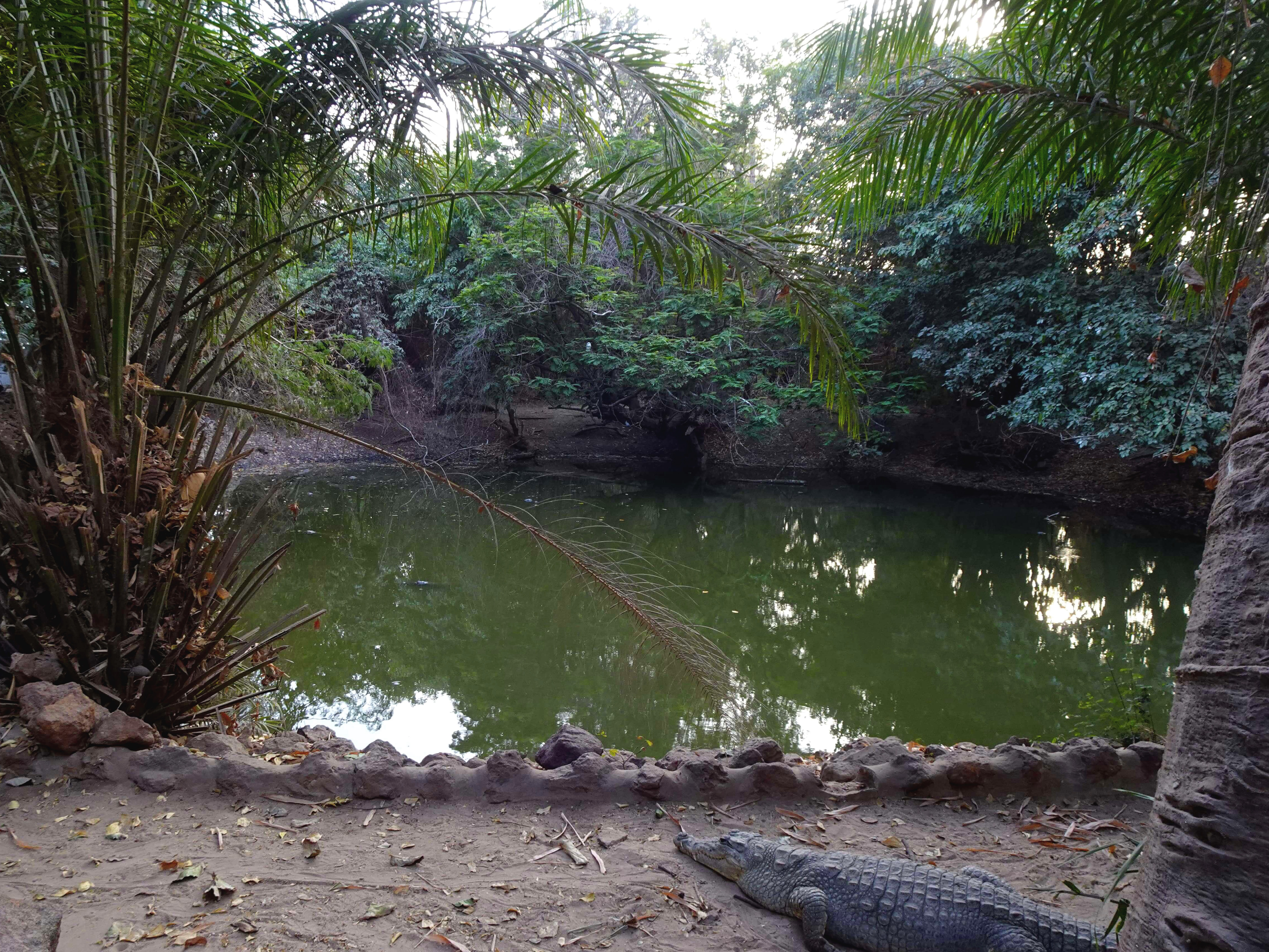 A murky pool of water surrounded by dense vegetation with a crocodile lying next to it
