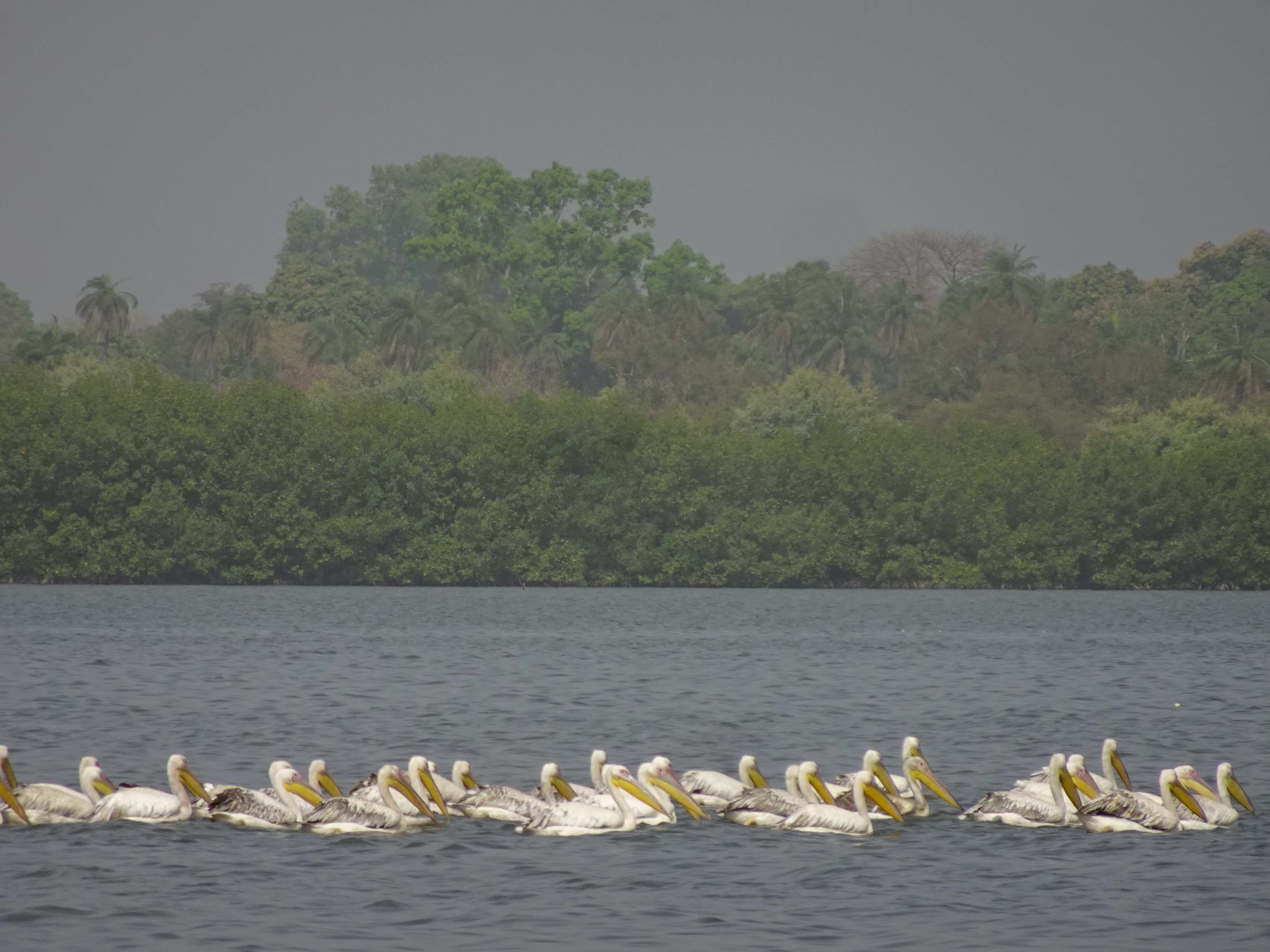 A flock of pelicans swimming on a river with an island in the background
