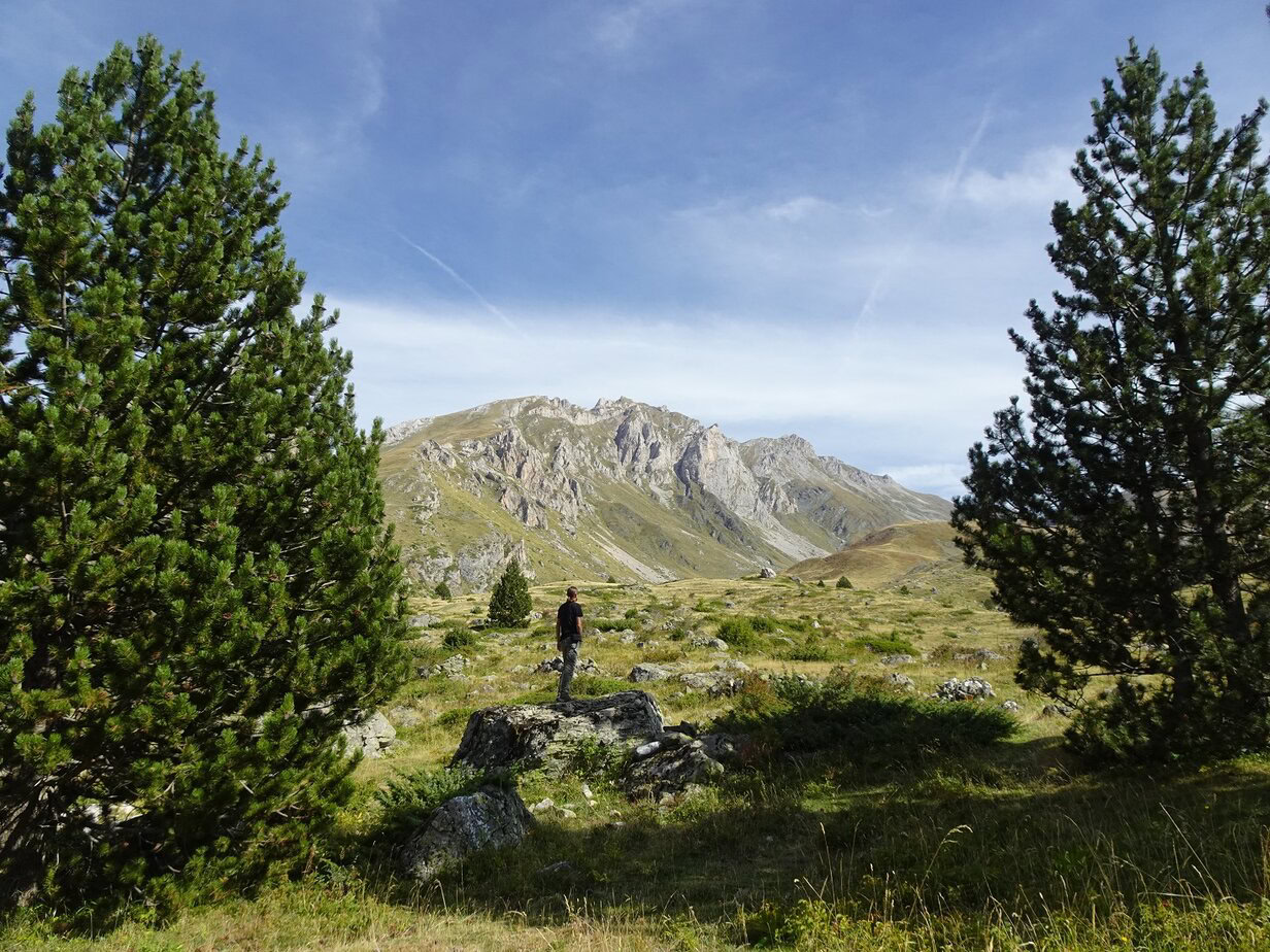 A mountain in the distance framed by pine trees in the foreground