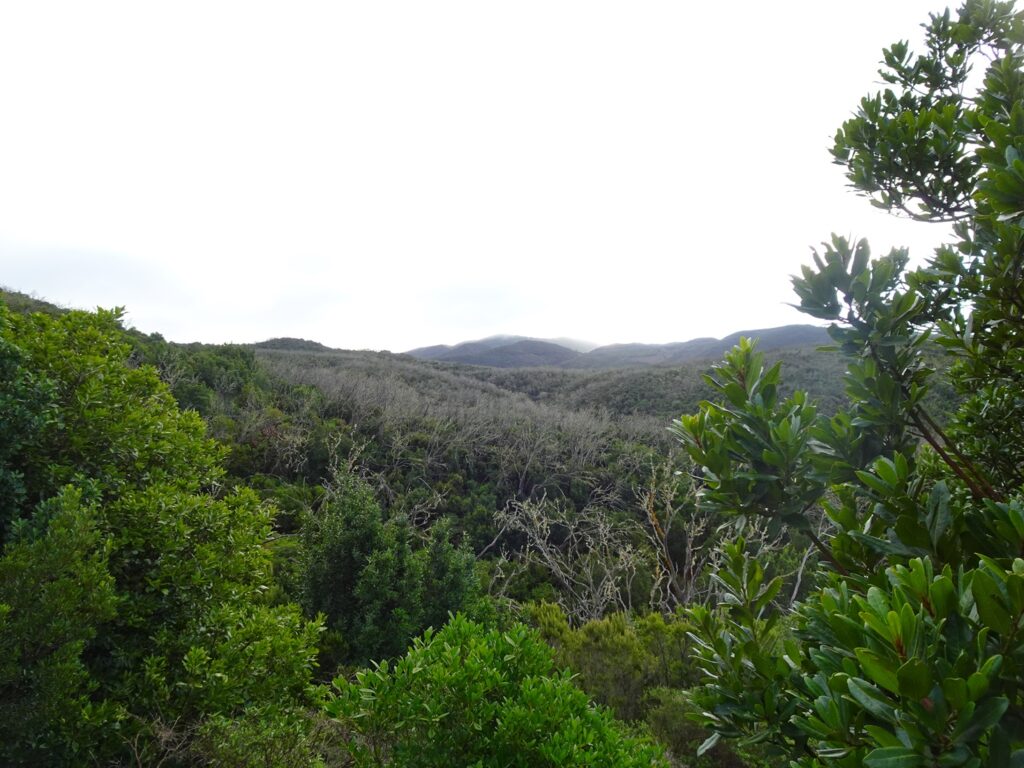 A view over a sweeping sea of trees