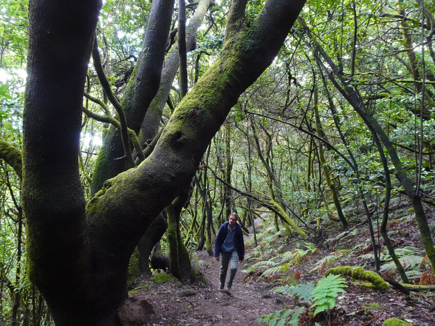 A man walking through a forest of laurel trees, covered in moss with a bg tree branch in the foreground