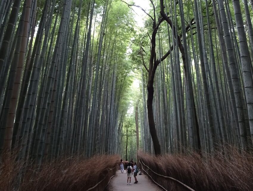 A path between tall bamboo stalks in Arashiyama Bamboo Grove