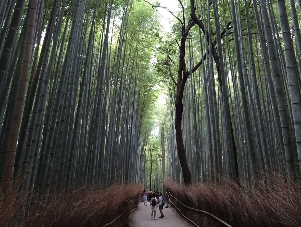 A path between tall bamboo stalks in Arashiyama Bamboo Grove